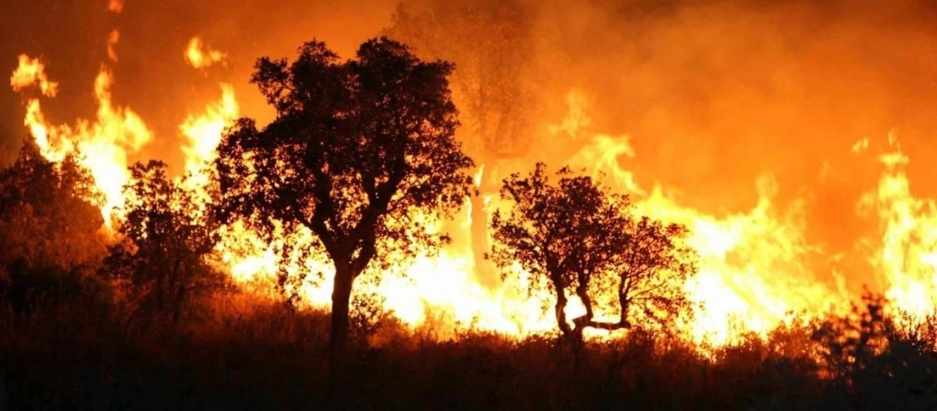 Αλγερία: Πυροσβέστες και εθελοντές σβήνουν τις τελευταίες πυρκαγιές - Στους 90 ο απολογισμός των νεκρών